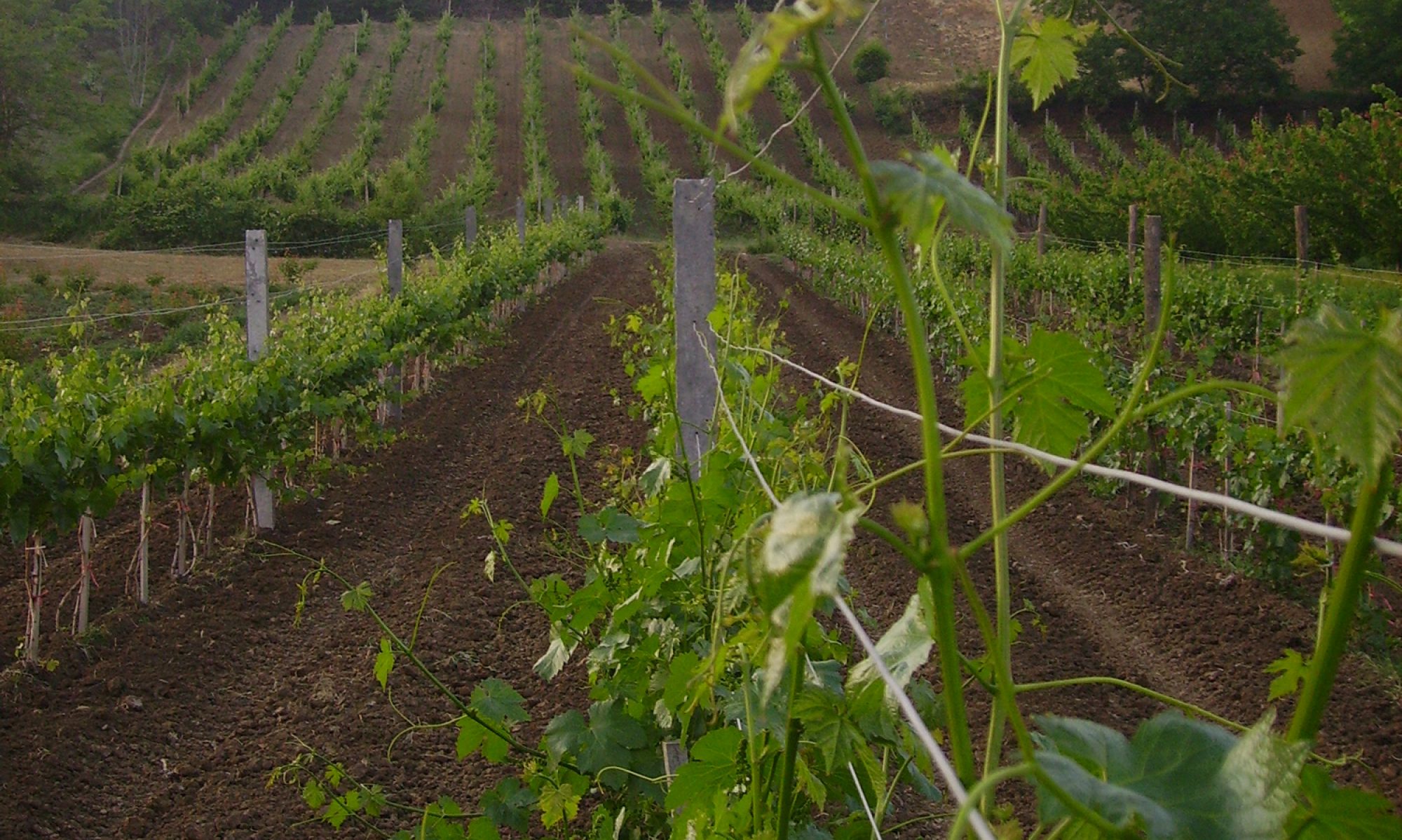 Poljoprivredno Gazdnistvo Bogosavljević