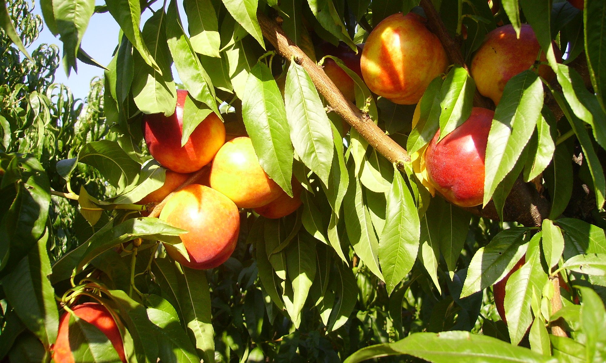 Poljoprivredno Gazdnistvo Bogosavljević